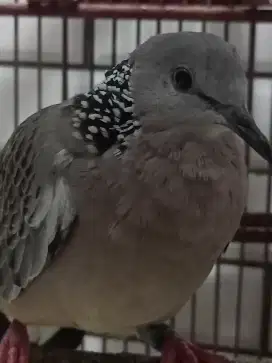 Tekukur Wildtype/Warna Lokal Alam Posible Albino