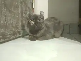 Kucing Munchkin Kinkalow ( Cebol Kriting)