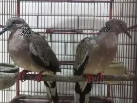 Tekukur Wildtype / warna Lokal alam Sepasang