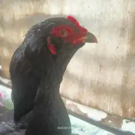 biang bk klasik x shamo big