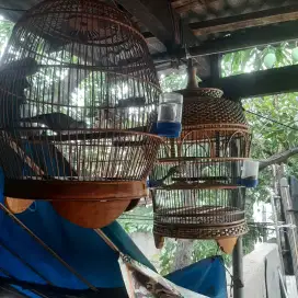 2 Burung perkutut lokal+ kandang