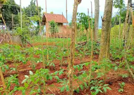 Jual Tanah kebun murah Area Cangkuang Banjaran