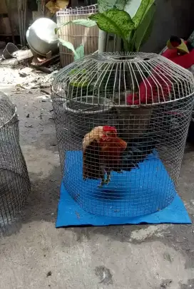 Ayam serama asli berkualitas
