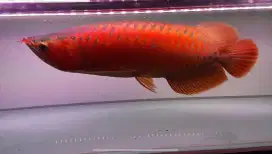 Arwana super red Arowana merah sr Chili blood