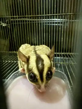 Jantan sugar glider
