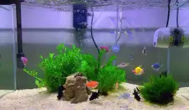 AQUARIUM 1 SET LENGKAP