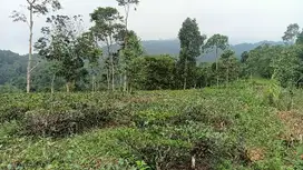 Kebun 2,3 Ha, Pohon Teh, Cengkeh, Dll, Darangdan, PWK. .