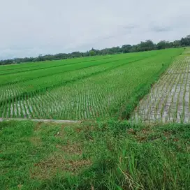 DIJUAL CEPAT TANAH SAWAH LOKASI STRATEGIS DEKAT PINGGIR JALAN