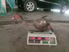 Entok besar ukuran 2.7kg
