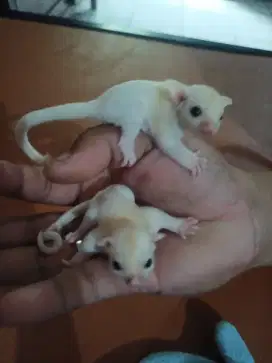 Sugar Glider Lucictic 1 pasang