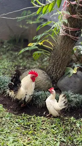 Jual sepasang Ayam Kate Hias