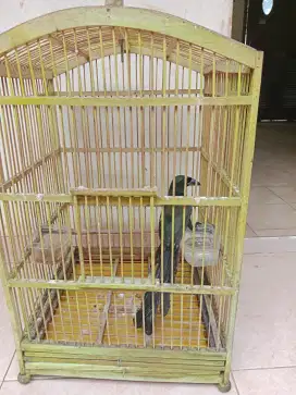 Burung murai papua gacor ekor panjang