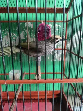 CUCAK ROWO / CUCAK RAWA