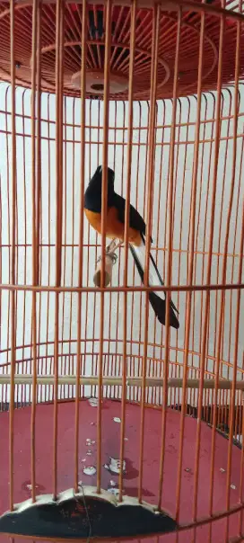 Jual murai batu medan full set