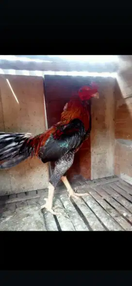 Ayam  bangkok  usia jln  1 thn