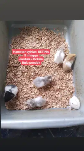 Landak sg hamster sugar glider kandang makan winter syirian cambell