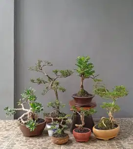 Borong murah ada7 pohon bonsai hias