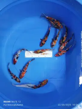 Ikan koi blitar