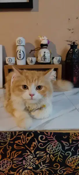 Persia Betina open adopsi