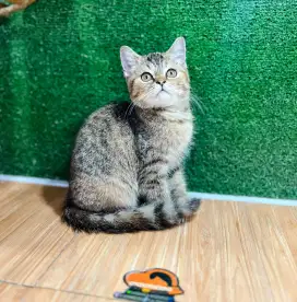 Kucing kitten bsh betiina cantik lucu