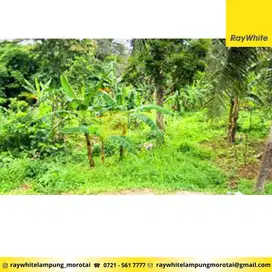 Dijual Tanah di Kurungan Nyawa, Pesawaran (kode: TAL3263)