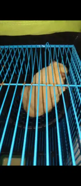 SUGAR GLIDER OBES CAKEP