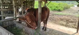 SAPI SUPER KURBAN QURNAN IDHUL ADHA