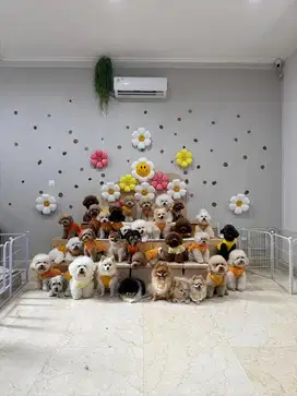 Lowongan Kerja merawat anjing
