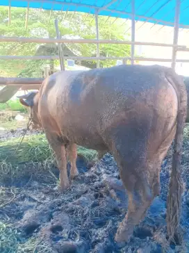 Sapi 600Kg Simental super