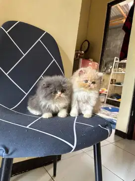 Kitten peaknose jantan