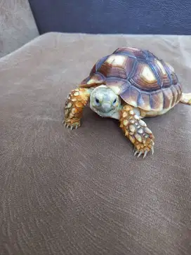 Kura Kura Sulcata 13 cm