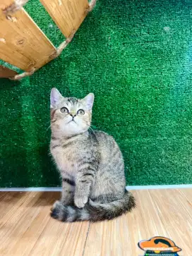 Kucing kitten bsh betiina cantik lucu