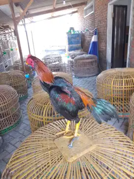 Ayam Bangkok muda