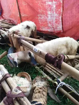 Jual domba dan sapi buat kurban sehat murah di bandung