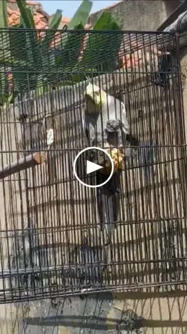 Jual 2 pasang love bird, 1 burung falk... 3 kandang kotak.
