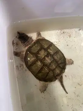 kura cst ( snaping turtle )
