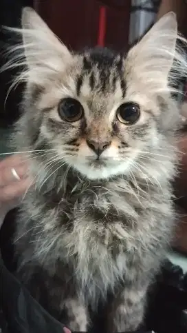Kucing Persia Long Hair x Siberian