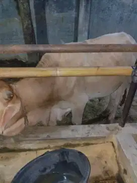 jual Sapi Qurban Idul adha mulai kg kecil dan tertinggi