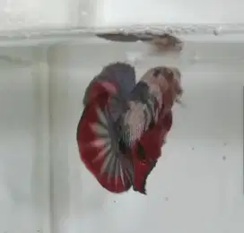B1G1 Ikan Cupang Plakat Fancy Koi Multicolor