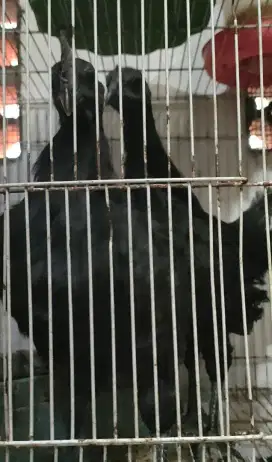 Ayam cemani lidah hitam sepasang umur 3 bulanan