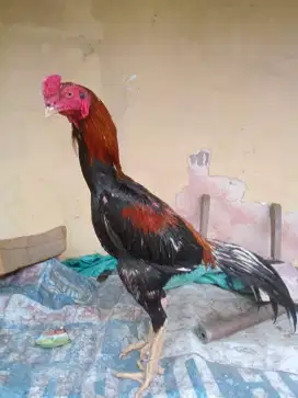 Ayam shamo Jepang 7 x win Joss mantap besar  mantap usia  pas pukul ko