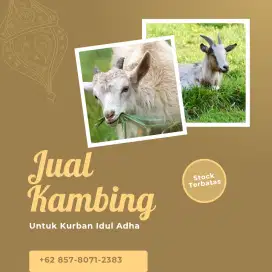 JUAL KAMBING DOMBA DAN SAPI QURBAN