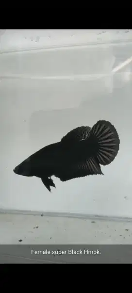 B1G1 Female Ikan Cupang HMPK Super Black