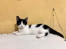 Munchkin 3 bulan