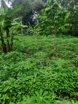 Tanah SHM Lokasi Strategis Dekat Jalan Provinsi