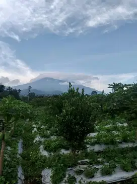 BU Kebun Jeruk Bocek Karangploso Malang