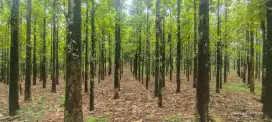 Di jual kebun jati JBS umur 8tahun, ada 950 batang