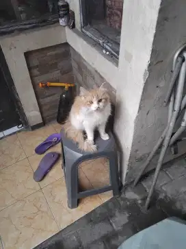 Jual murah anak kucing anggora jantan