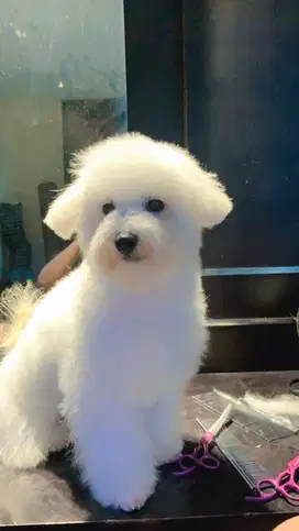 Mini Bichon Frise