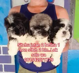 Sitzhu jntan 2 betina 1 non stbm 2 bln